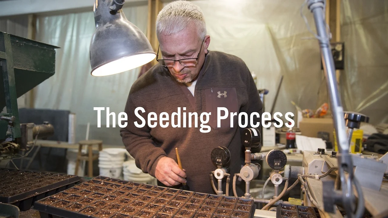 The seeding process for Safe Source Hemp